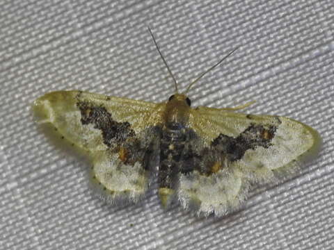 Image of Idaea gemmata Packard 1876