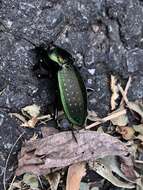 Image of Carabus (Ohomopterus) insulicola Chaudoir 1869