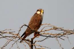 Image of Laggar Falcon