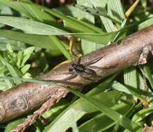 Image of Shore spider