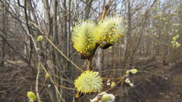 Image of goat willow