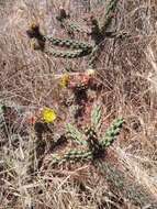 Image of California pricklypear