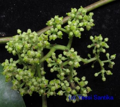 Image of tetrastigma
