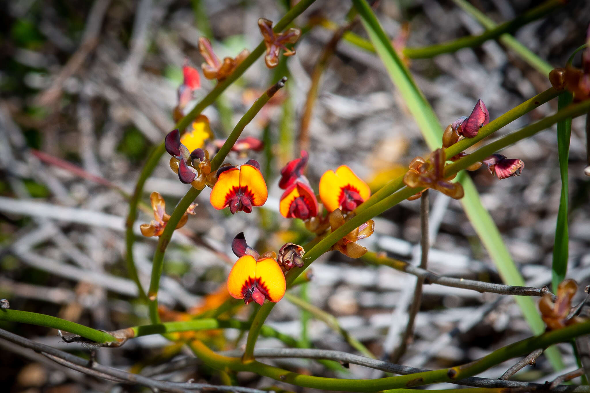 Daviesia triflora Crisp resmi