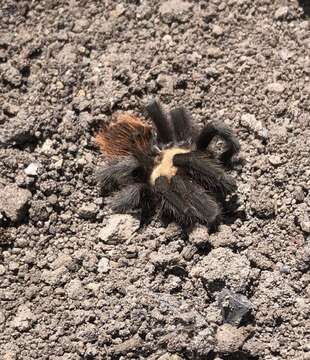 Image of Mexican Black and Gold Red Rump Tarantula