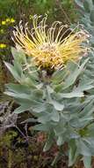 Image of Silver-leaf wheel pincushion