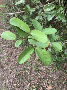 Слика од Allocassine laurifolia (Harv.) N. Robson