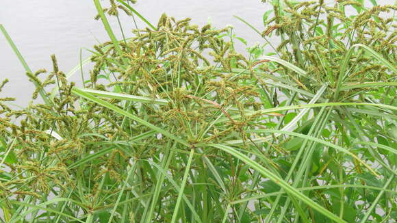 صورة Cyperus imbricatus Retz.