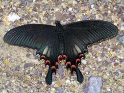 Image of Papilio syfanius Oberthür 1886