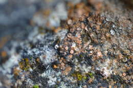 Image of dimple lichen