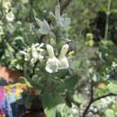 Image of Salvia candicans M. Martens & Galeotti