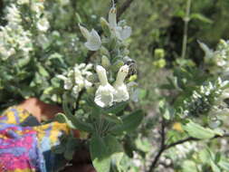 Image of Salvia candicans M. Martens & Galeotti