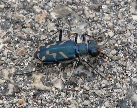 Image of Oblique tiger beetle