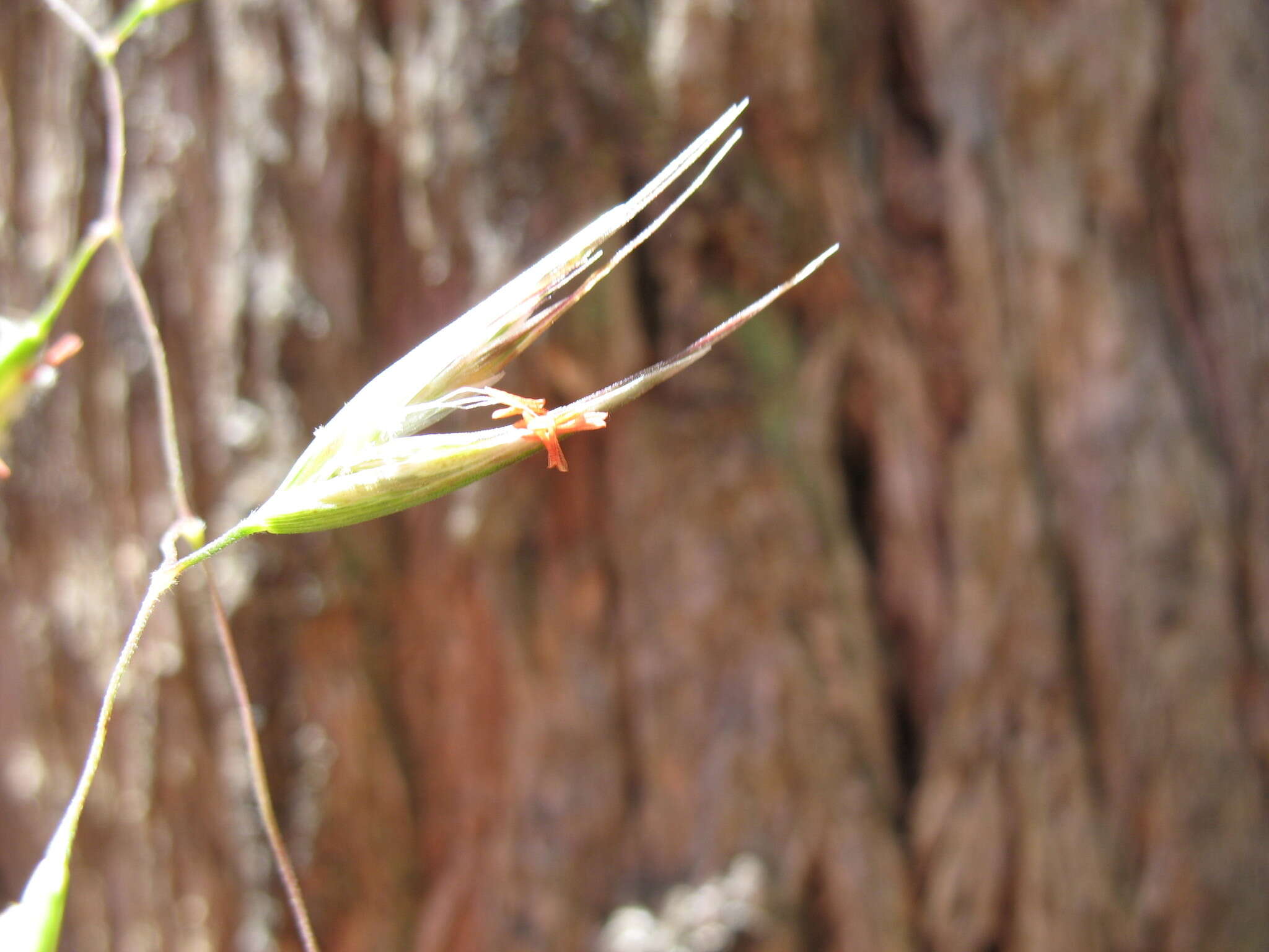 Imagem de Rytidosperma clelandii (Vickery) Connor & Edgar