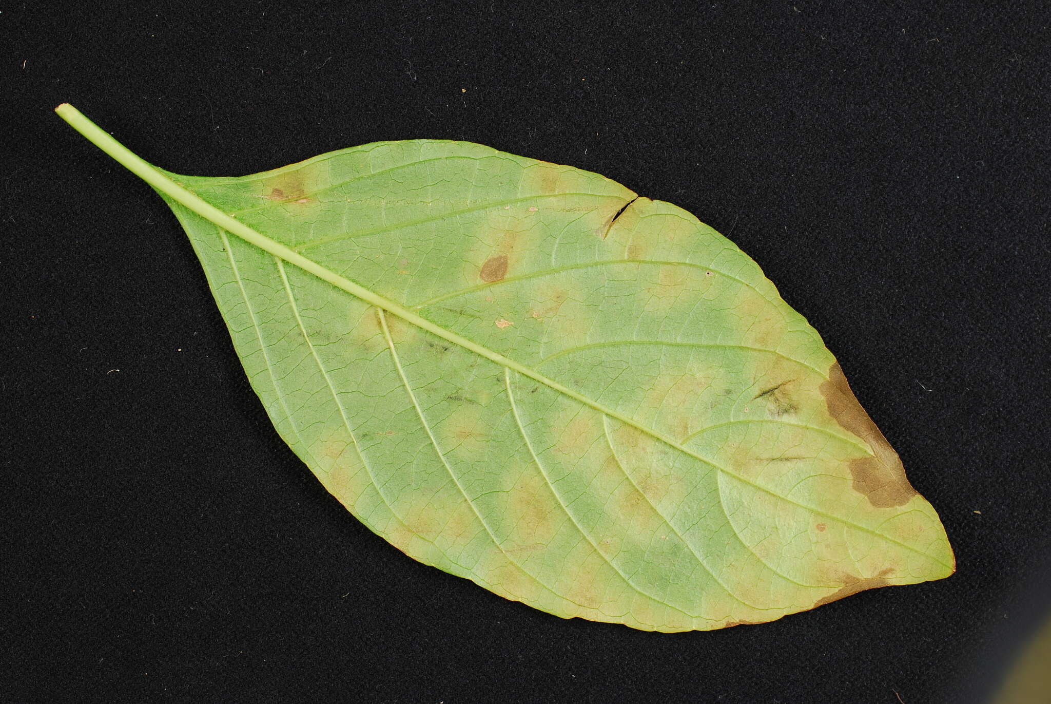 Image of Pseudocercospora rhinacanthi (Höhn.) Deighton 1976