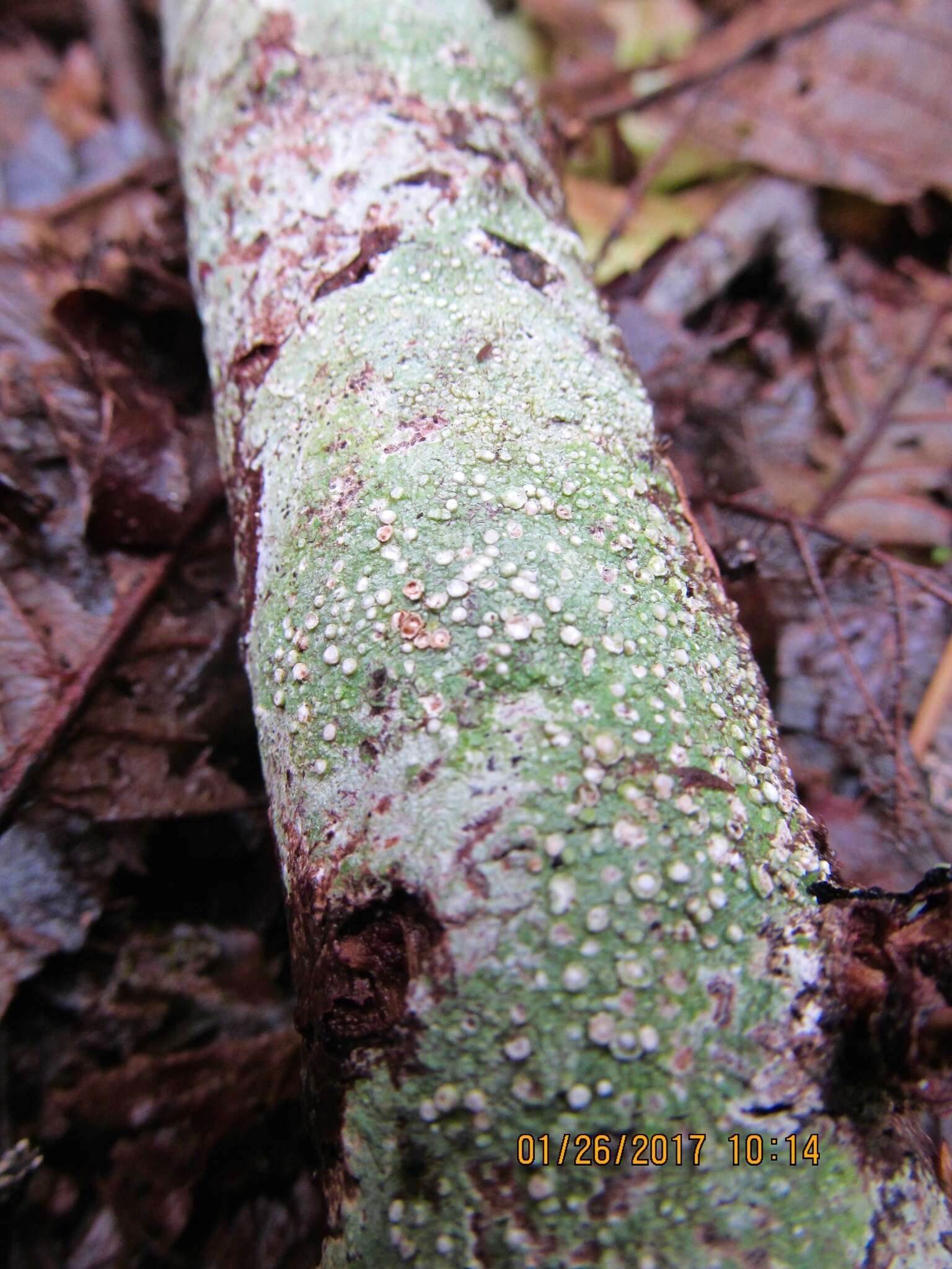 Image of peppermint drop lichen