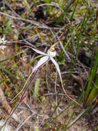 Imagem de Caladenia cretacea (D. L. Jones) G. N. Backh.