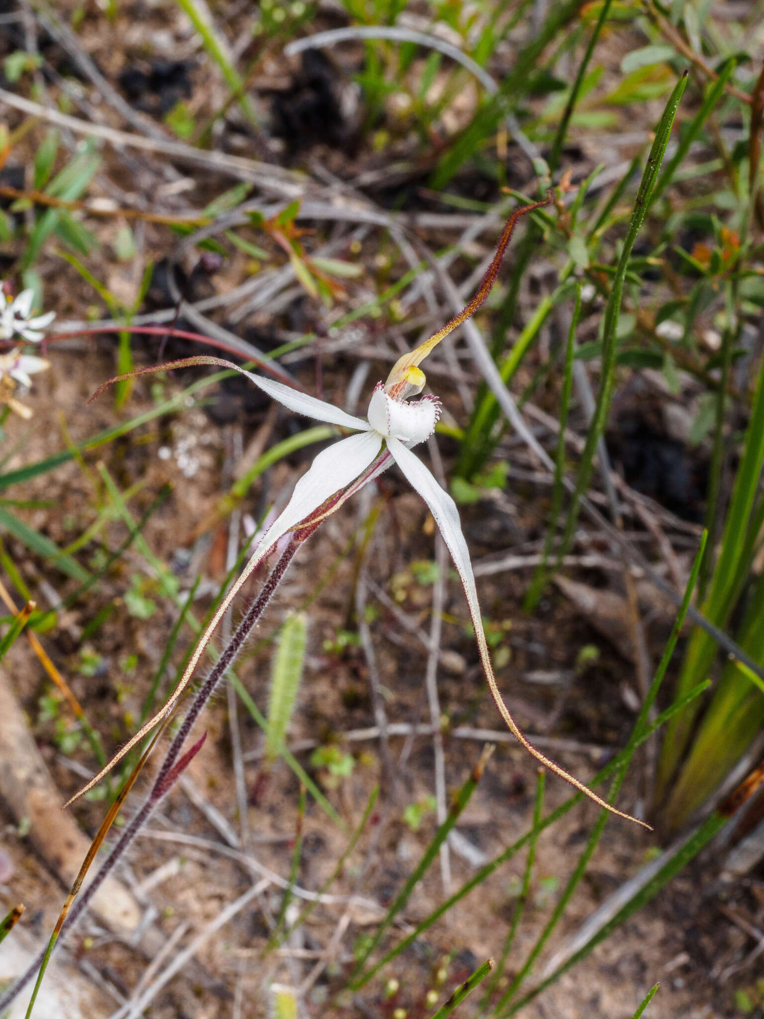 Imagem de Caladenia cretacea (D. L. Jones) G. N. Backh.