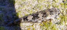 Image of Cortez clingfish