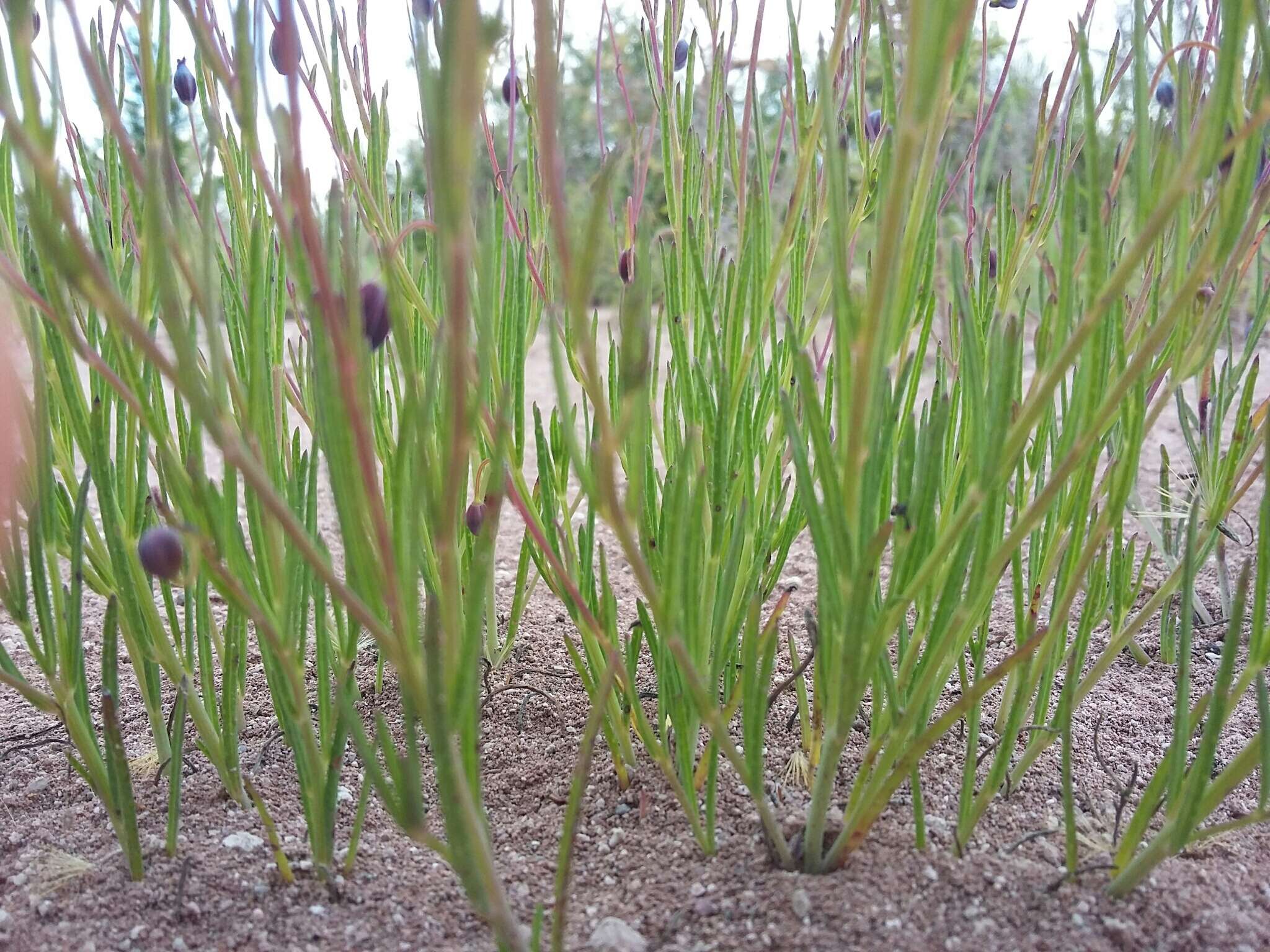 Image of Porophyllum linaria (Cav.) DC.