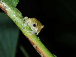 Image of Tandapi robber frog