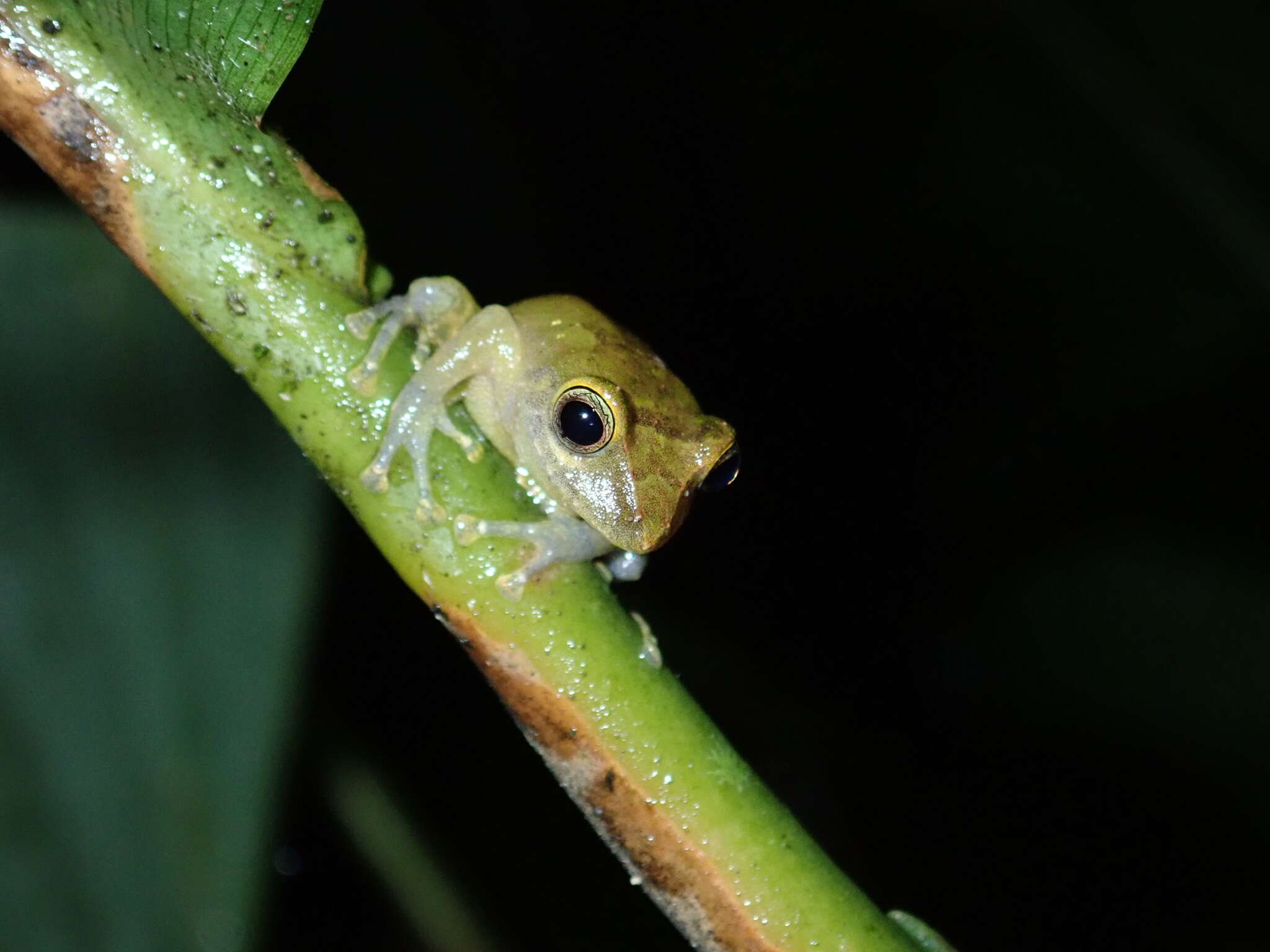 Image of Tandapi robber frog