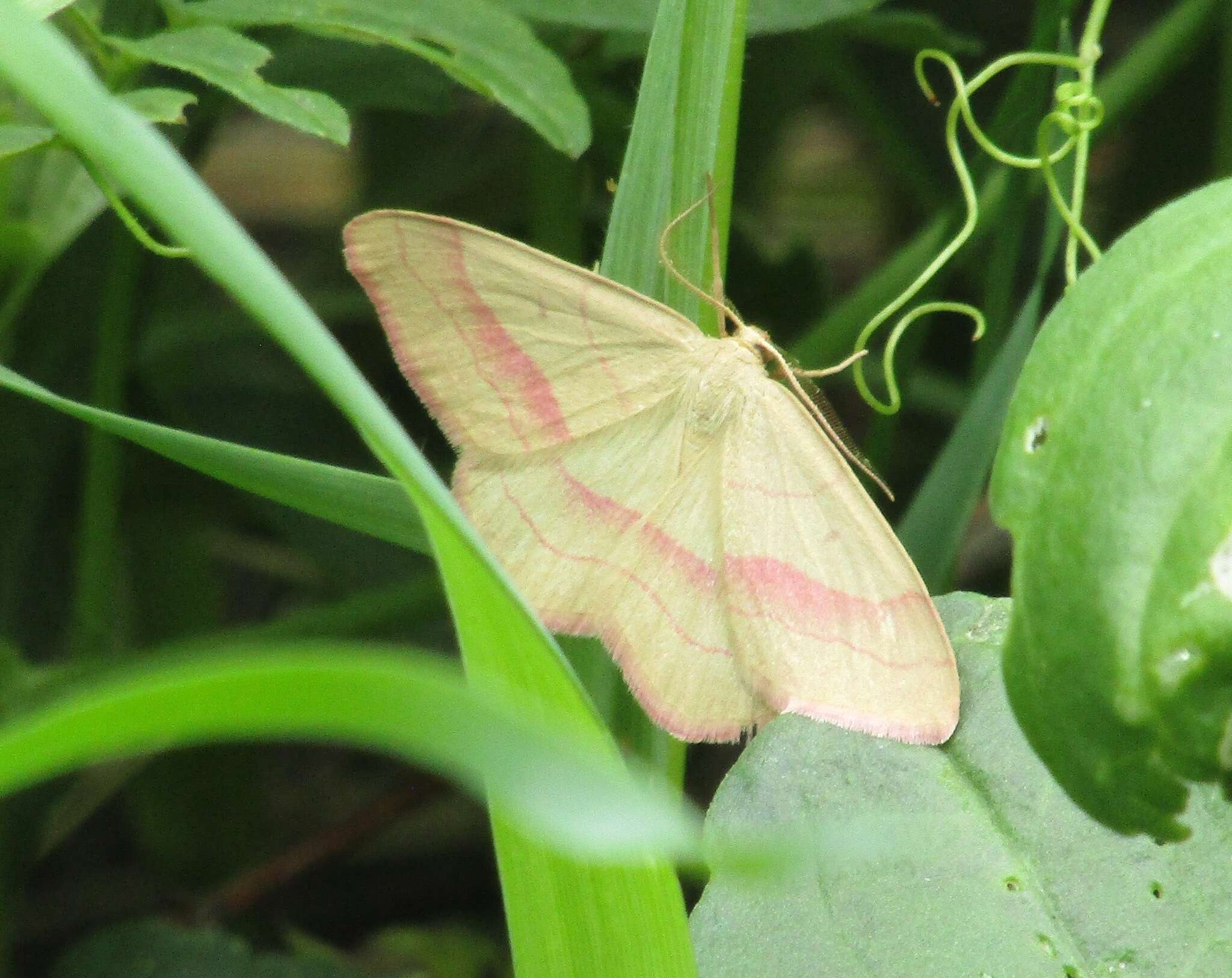 Rhodostrophia vibicaria Clerck 1759的圖片