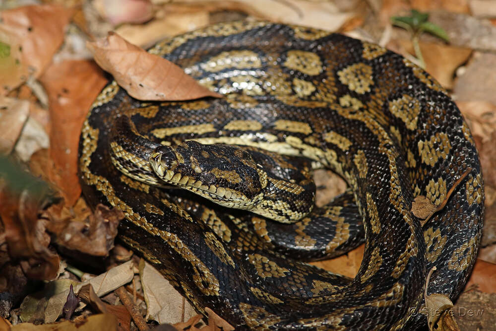 Image of Morelia spilota cheynei Wells & Wellington 1984