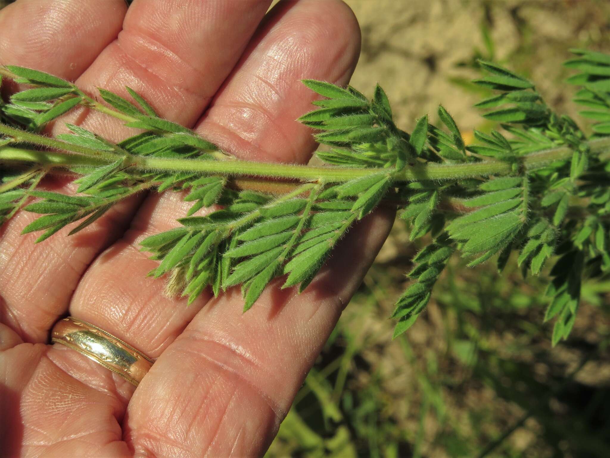 Image of silky prairie clover