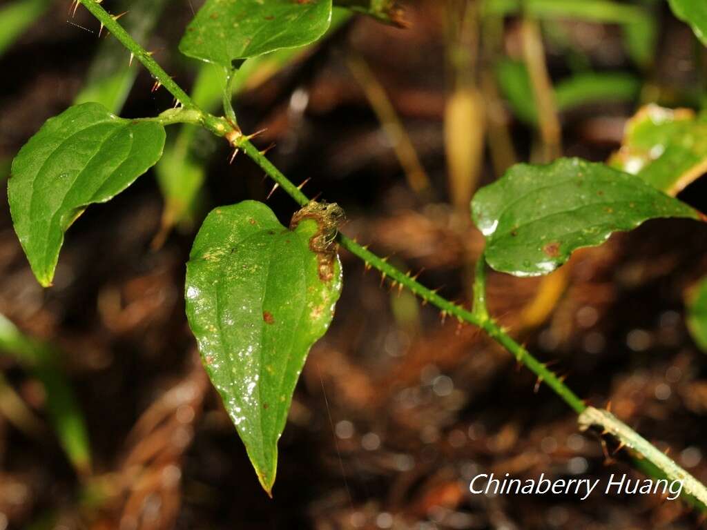 Image de Smilax sieboldii Miq.