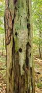 Image of Spike lichen;   Rusted stubble