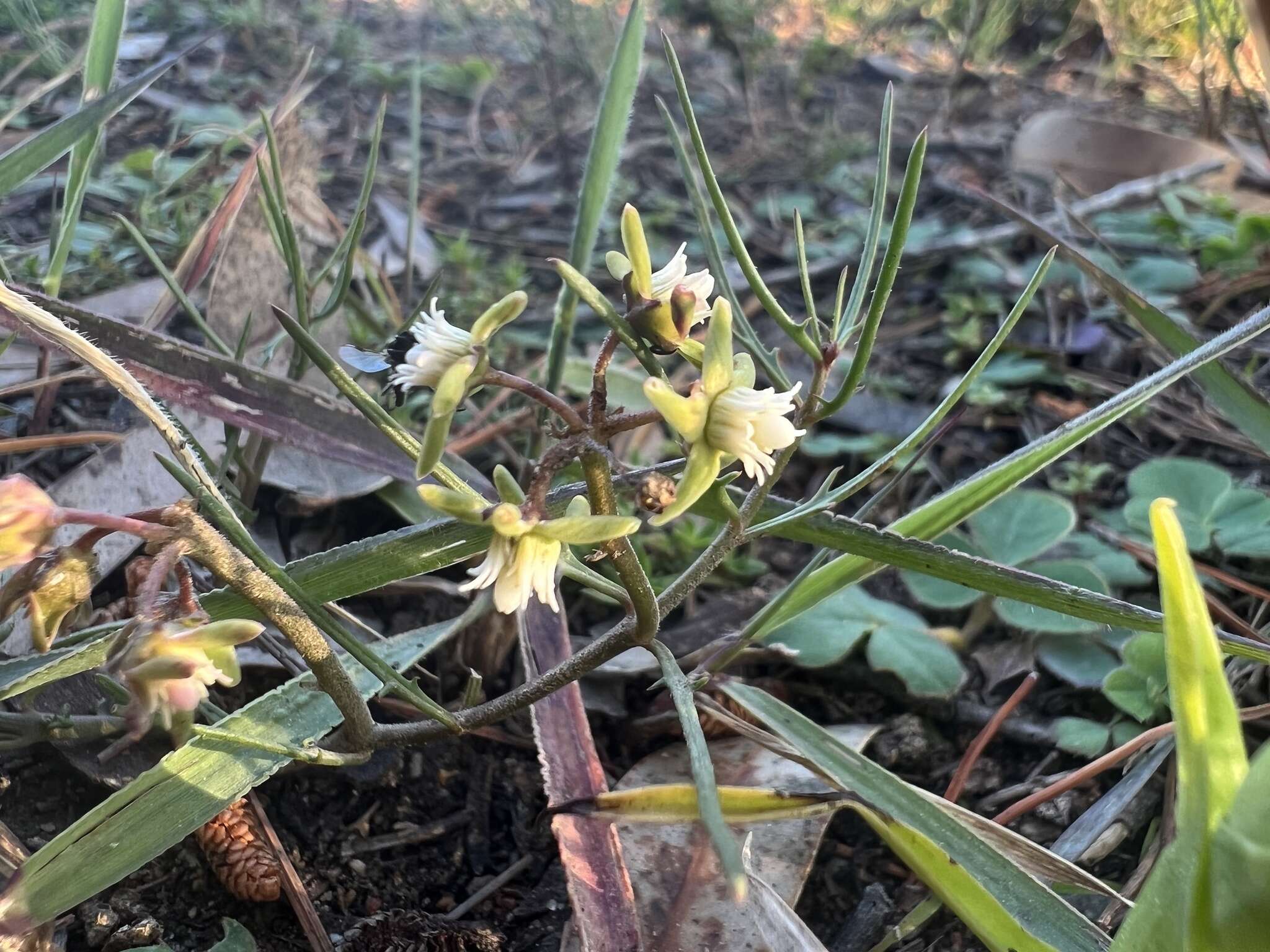 Image of Eustegia minuta (L. fil.) N. E. Br.