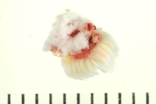 539.pmaia hlc 24644 1226330040 jpg.580x360