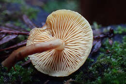 Gymnopilus picreus (Pers.) P. Karst. 1879 resmi