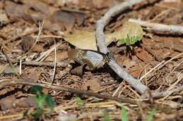 Image of African Swallowtail