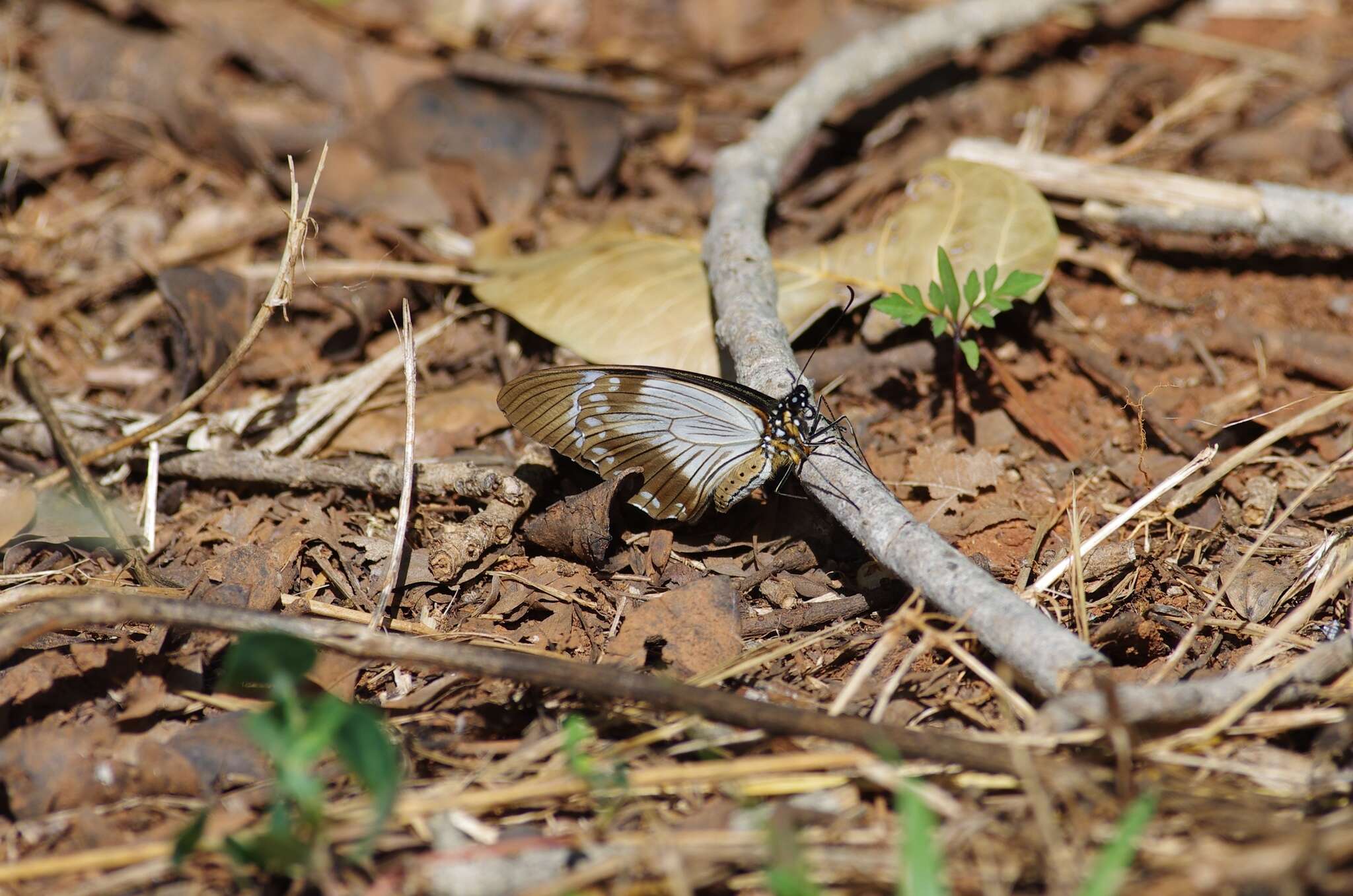 Image of African Swallowtail