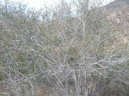 Image of Birch-leaf Mountain-mahogany