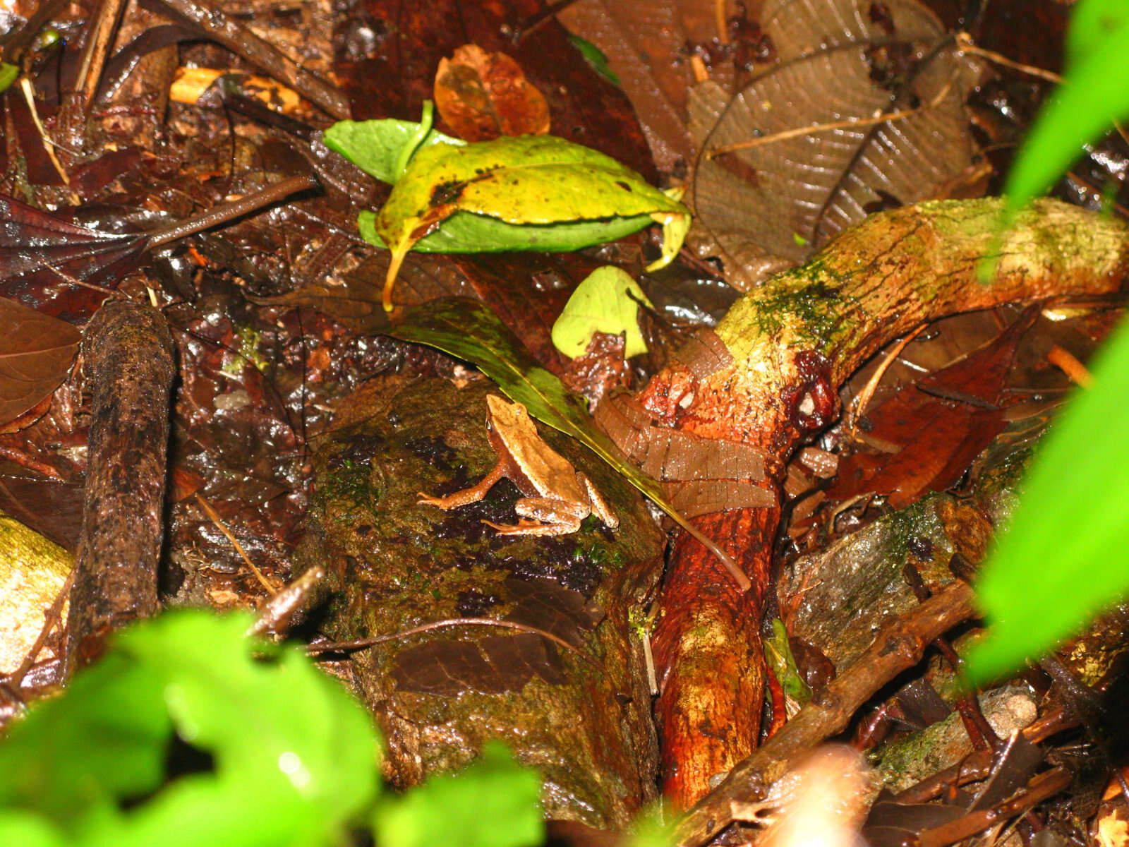 Image of Stubfoot toad