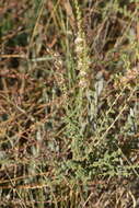 Image of Nitrosalsola vermiculata (L.) Theodorova