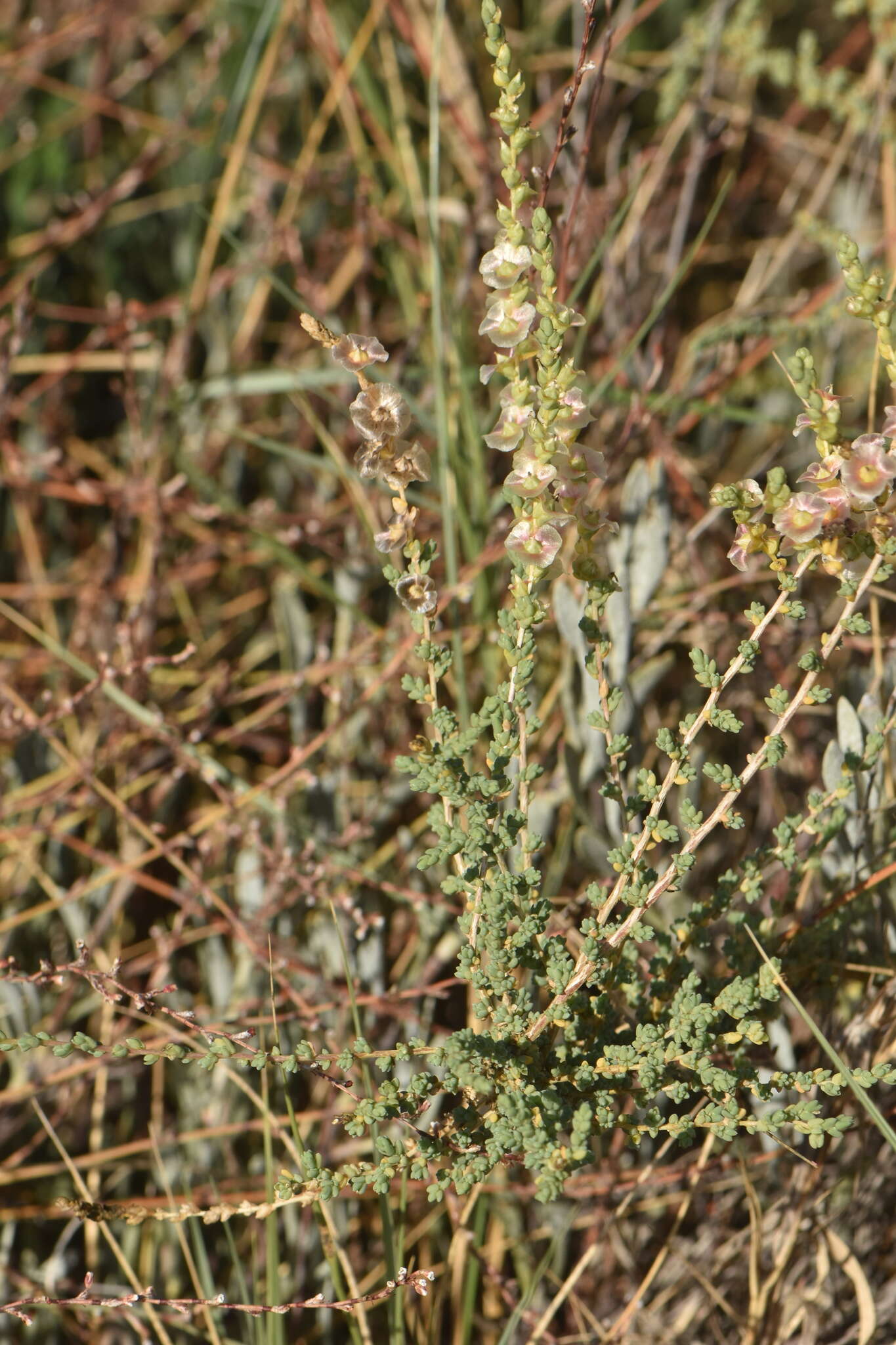 Image of Nitrosalsola vermiculata (L.) Theodorova