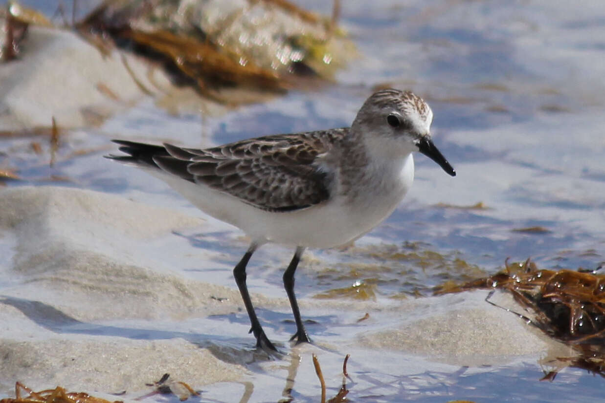 Image of Red-necked Stint