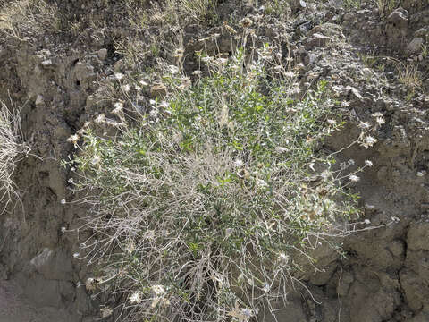 Plancia ëd Xylorhiza cognata (H. M. Hall) T. J. Watson