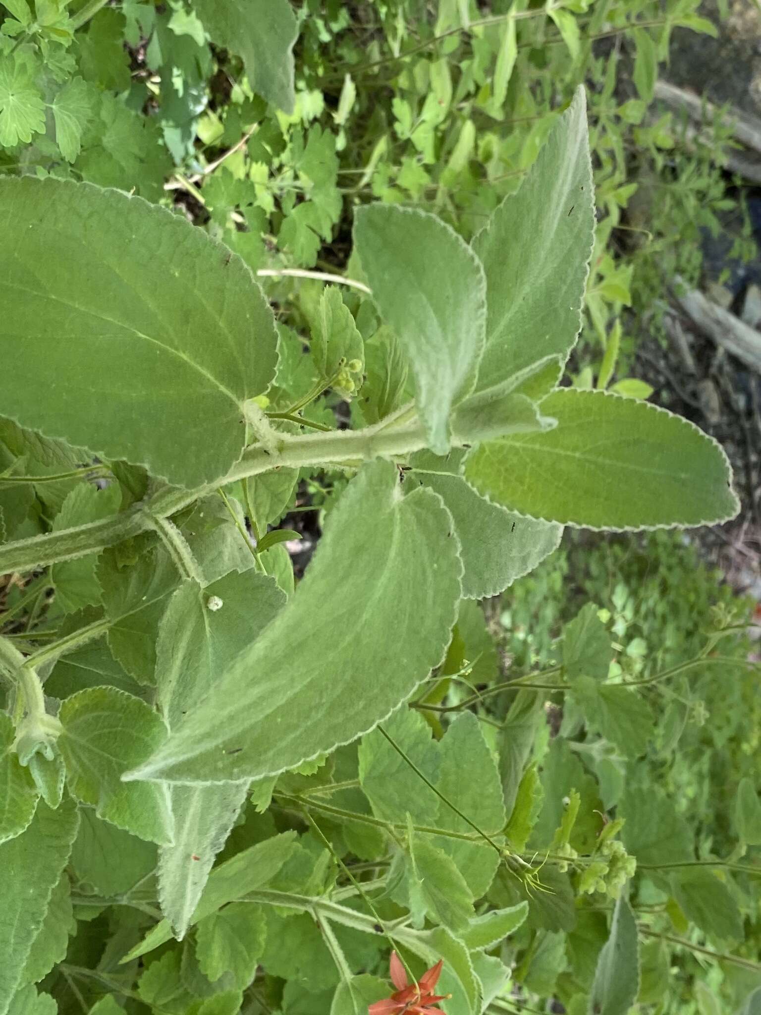 Слика од Stachys albens A. Gray