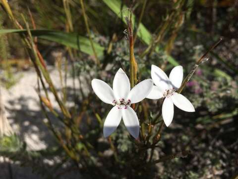 Image of Cyphia volubilis var. volubilis