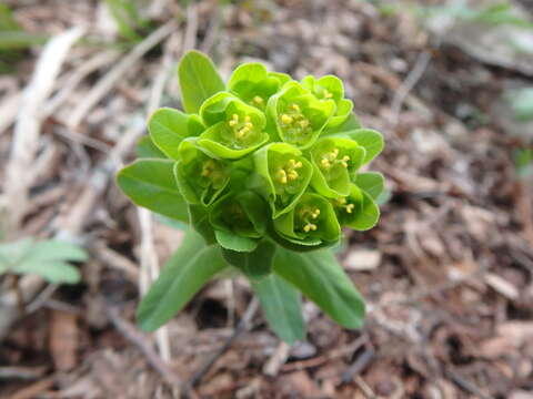 Sivun Euphorbia condylocarpa M. Bieb. kuva