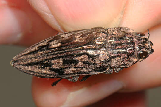 Image of Sculptured Pine Borer