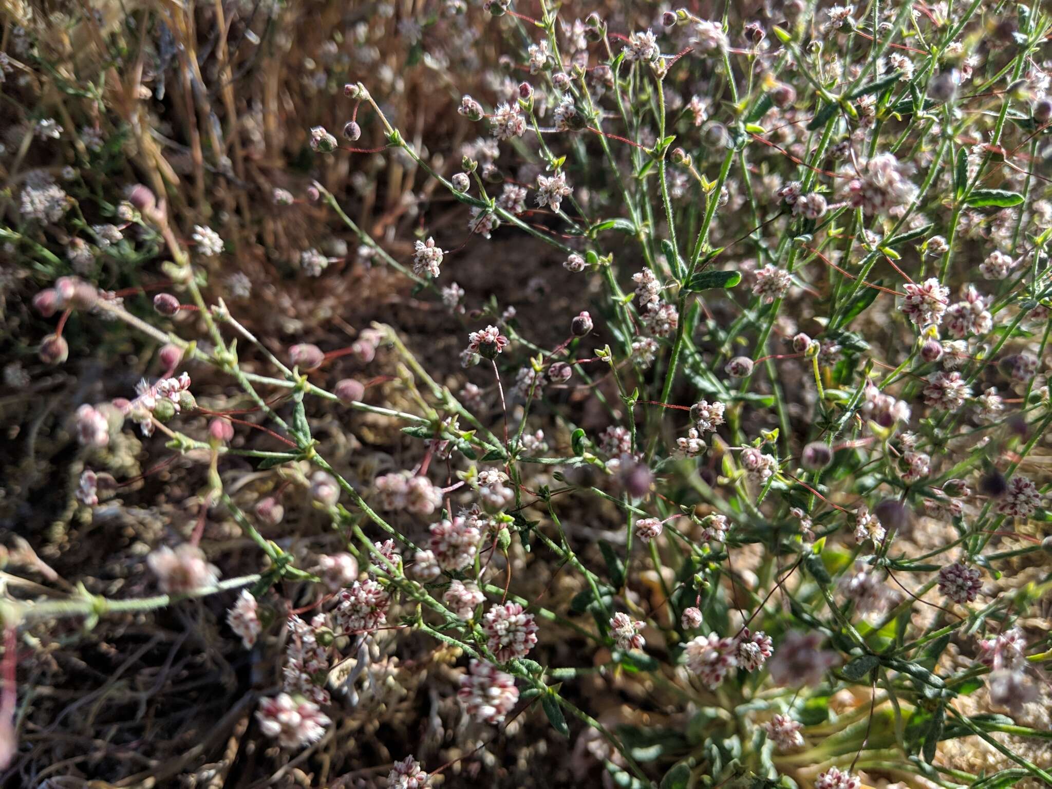 Image of spotted buckwheat