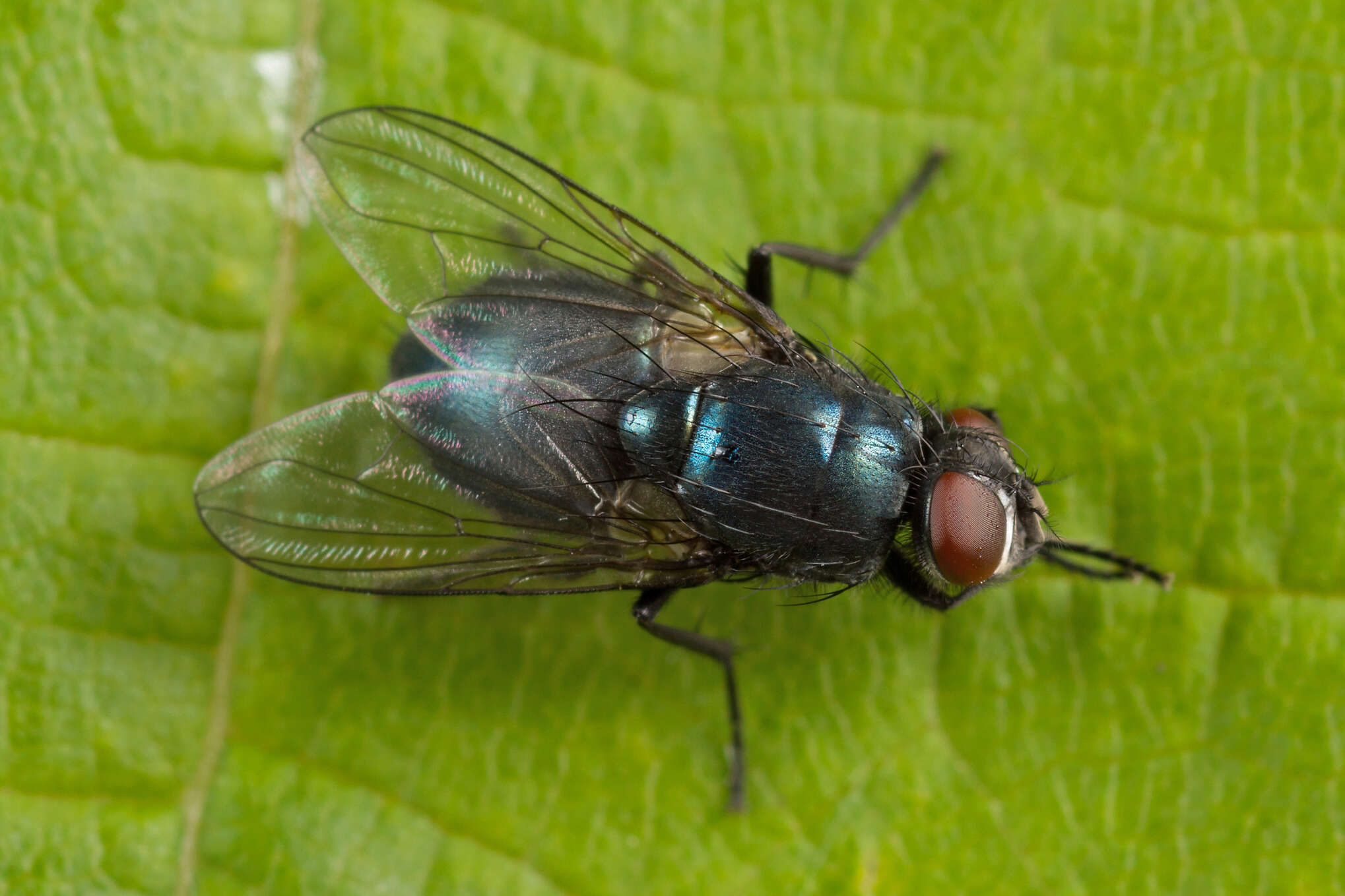 Image of Eudasyphora cyanicolor (Zetterstedt 1845)