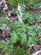 Image of Corydalis glaucescens Regel