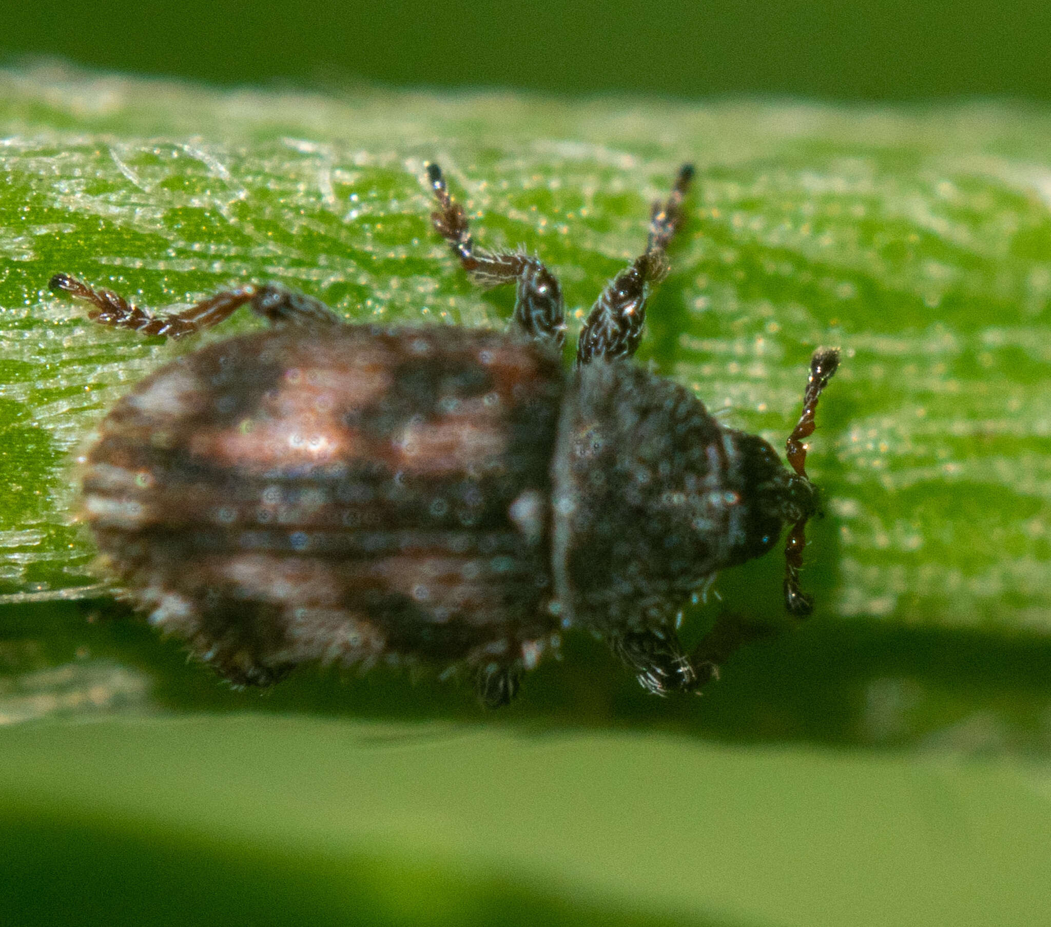 Image of Mecinus labilis (Herbst & J. F. W. 1795)